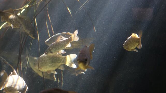 School of freshwater fish swimming through underwater reeds in a sunlit natural pond environment