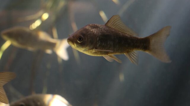 Crucian carp swimming gracefully through dark water with soft natural light rays in an aquarium