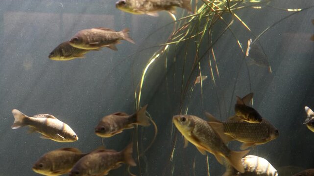 School of freshwater carp swimming through aquatic plants in a clear sunlit aquarium environment