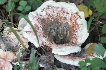 mushroom in the forest © Stephanie Beckers