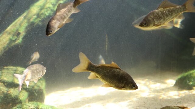 Group of freshwater carp swimming in a clear aquarium with a sandy bottom and mossy rocks
