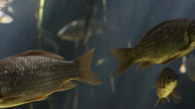 Common carp swimming gracefully through underwater aquatic plants in a dark freshwater environment
