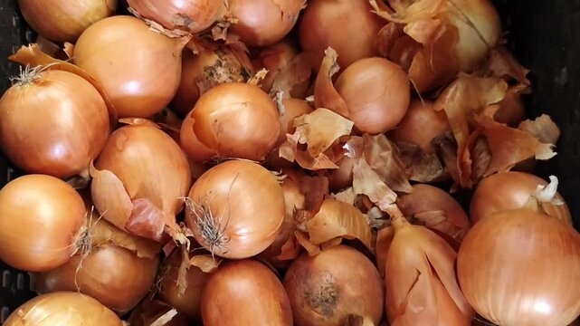Freshly harvested yellow onions with dried leaves in a black plastic crate, top view of homegrown onion bulbs after harvest.
