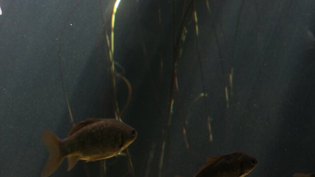 School of crucian carp swimming through underwater aquatic plants in a dark freshwater habitat