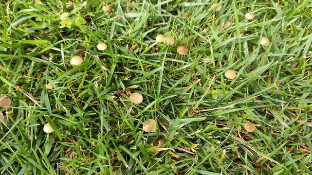 Small brown mushrooms growing among green grass in a natural outdoor setting.
