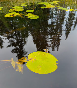 Yellowish green lily pad on clam water reflecting park spruce trees
