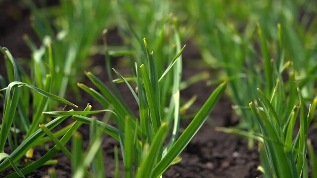 Close-up of young green leafy plants growing in dark soil. Long slender leaves point upward. Tiny buds appear at the shoot tips. This garden bed shows healthy vegetable development