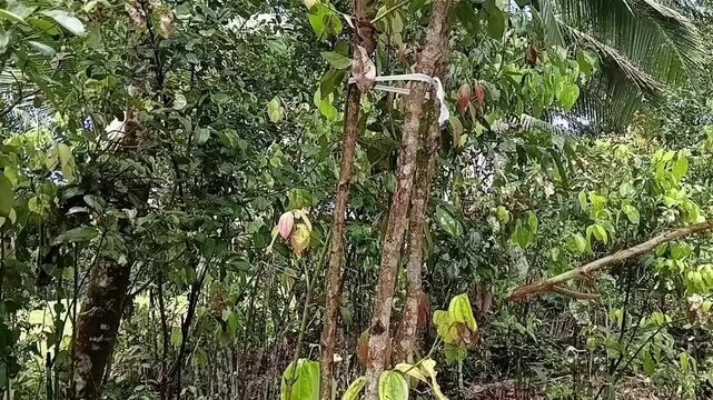 Horizontal tilt up shot of a well maintained mature Cinnamomum verum tree growing on a spice plantation