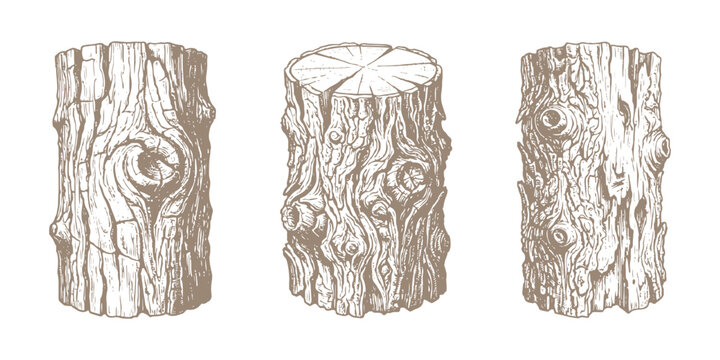 Vintage hand drawn wooden tree trunks set with detailed bark texture vector illustration isolated on white background.