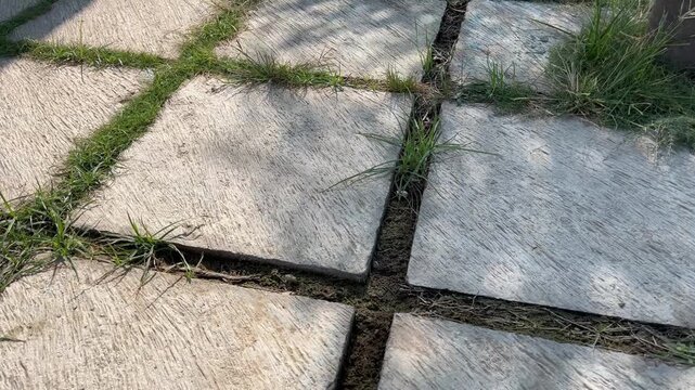 Close up look of green grass growing between square stone paving blocks