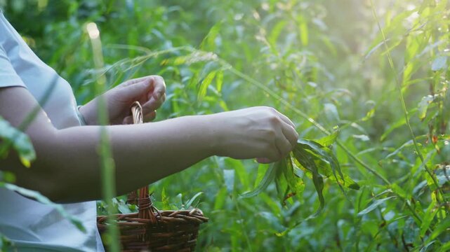 Woman in light blue shirt carefully picks herbs with a wicker basket. She works calmly among tall green plants. Sunlight creates a warm glow through the foliage