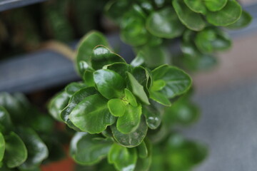 Green succulent leaves close up with blurred background © Sabineyro