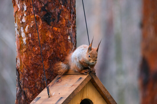 Red Squirrel Sitting on Top of Wooden Birdhouse Roof. Alert Wildlife Portrait in Pine Forest Habitat. Wild Animal Behavior for Nature Branding