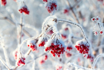 branch with red berries covered in white frost crystals in a winter garden © nataba
