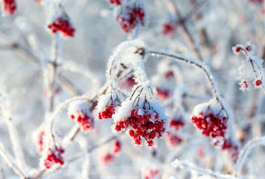 branch with red berries covered in white frost crystals in a winter garden