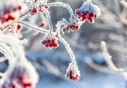 viburnum branch with red berries covered in white frost crystals in a winter garden
