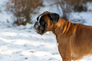 Boxer Dog Profile Portrait in Sunlit Snowy Forest. Purebred Pet Portrait for Animal and Lifestyle Branding. Alert Dog in Winter Woodland © IULIIA AZAROVA