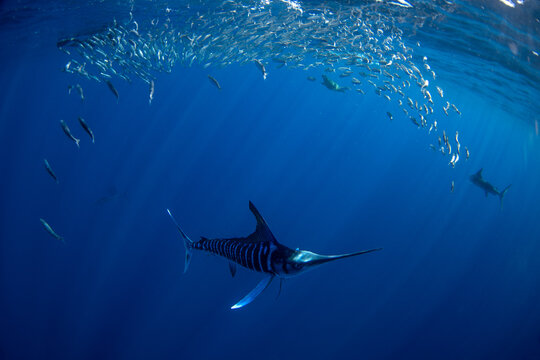 The kajikia audax is hunting sardines off the coast of Mexico. A great migration of sardines around the coast of Baja California. A striped marlin uses its sword to hunt sardines.