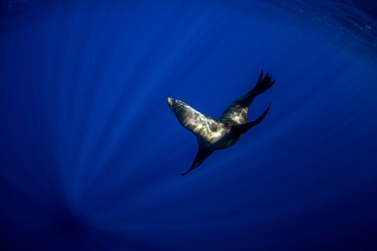 The california sea lion is hunting sardines off the coast of Mexico. A great migration of sardines around the coast of Baja California.