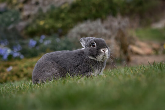 A pet rabbit in the spring garden. A cute rabbit is exploring the garden.