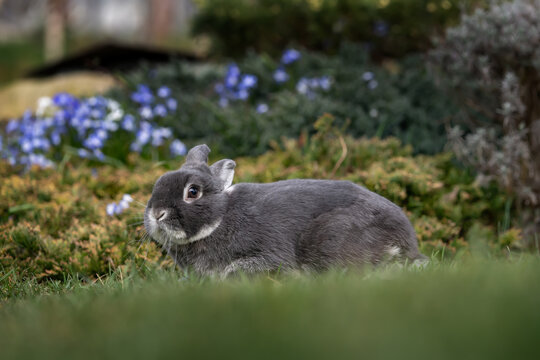 A pet rabbit in the spring garden. A cute rabbit is exploring the garden.