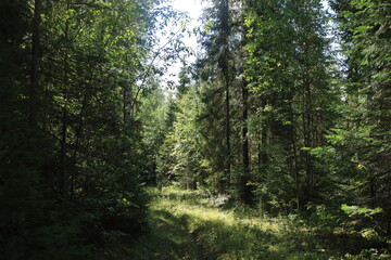 Obraz premium A forest in northeastern Europe on a sunny summer day.