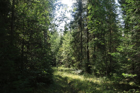 A forest in northeastern Europe on a sunny summer day.