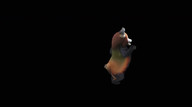 Cute 3D animated red panda dancing rumba with alpha channel. Cartoon animal character isolated for compositing, motion graphics, video editing, and digital content creation.