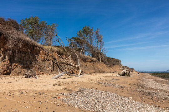 Erosion of Walton cliffs is currently about 1.5 metres per year. In the last ten years, this has accelerated to between 3-5m in some areas. Shot on 21 September 1956.