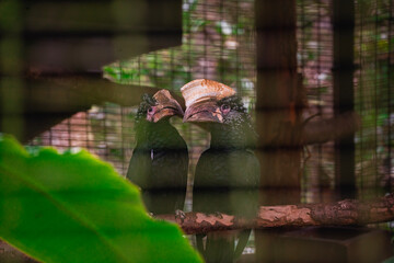Pair of hornbills perched together on a branch surrounded by tropical foliage © Jader