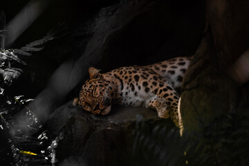 Spotted leopard sleeping peacefully on a rock in a dark shaded environment © Jader