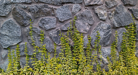 Ancient stone wall background texture with green ivy plant climbing on grey natural granite rocks in sunlight outdoor architectural design detail for backdrop concept © Kseniia Veledynska