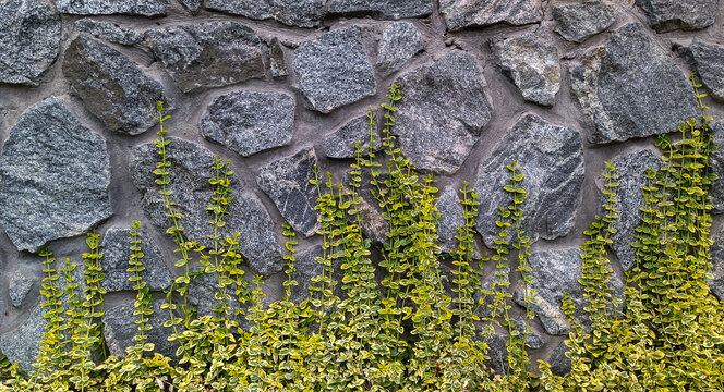 Ancient stone wall background texture with green ivy plant climbing on grey natural granite rocks in sunlight outdoor architectural design detail for backdrop concept