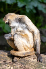 Spider monkey side view  © T H M Visuals 