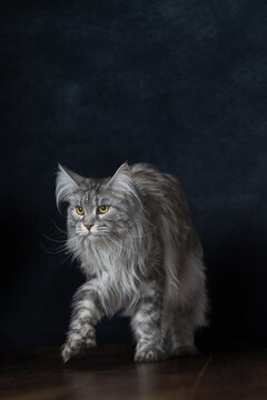 Stunning portrait of a fluffy silver Maine Coon cat mid-stride with intense amber eyes.