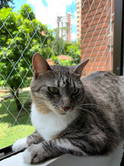 Tabby cat resting on a bright window ledge © Isaac