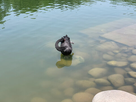 Black swan swimming above stones in calm water