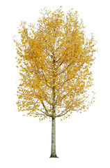 Obraz premium PNG Golden autumn tree isolated on white background, delicate foliage and trunk