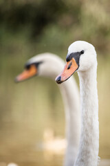 White swans on a calm pond surrounded by greenery, serene wildlife scene for nature-themed projects. © ketrin