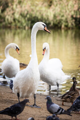 White swans on a calm pond surrounded by greenery, serene wildlife scene for nature-themed projects. © ketrin