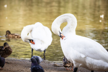 White swans on a calm pond surrounded by greenery, serene wildlife scene for nature-themed projects. © ketrin