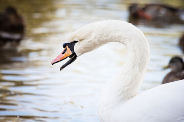 Single white swan, elegant bird portrait for artistic projects. © ketrin