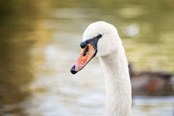 Single white swan, elegant bird portrait for artistic projects. © ketrin
