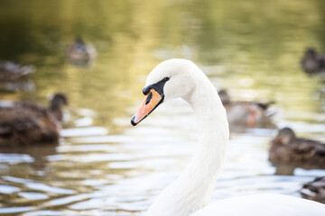 Single white swan, elegant bird portrait for artistic projects. © ketrin