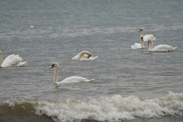 swans birds and seagulls in Black sea at Varna - BG © Miralem