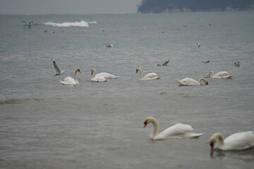 swans birds and seagulls in Black sea at Varna - BG © Miralem