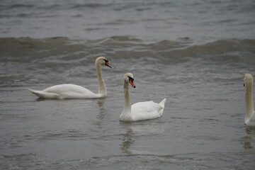 swans birds and seagulls in Black sea at Varna - BG © Miralem