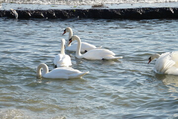 swans birds and seagulls in Black sea at Varna - BG © Miralem