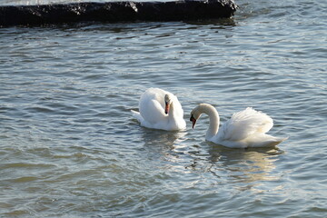 swans birds and seagulls in Black sea at Varna - BG © Miralem