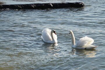 swans birds and seagulls in Black sea at Varna - BG © Miralem